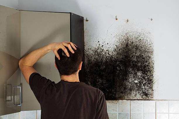 Best Mold Odor Removal Services  in Meadowood, PA